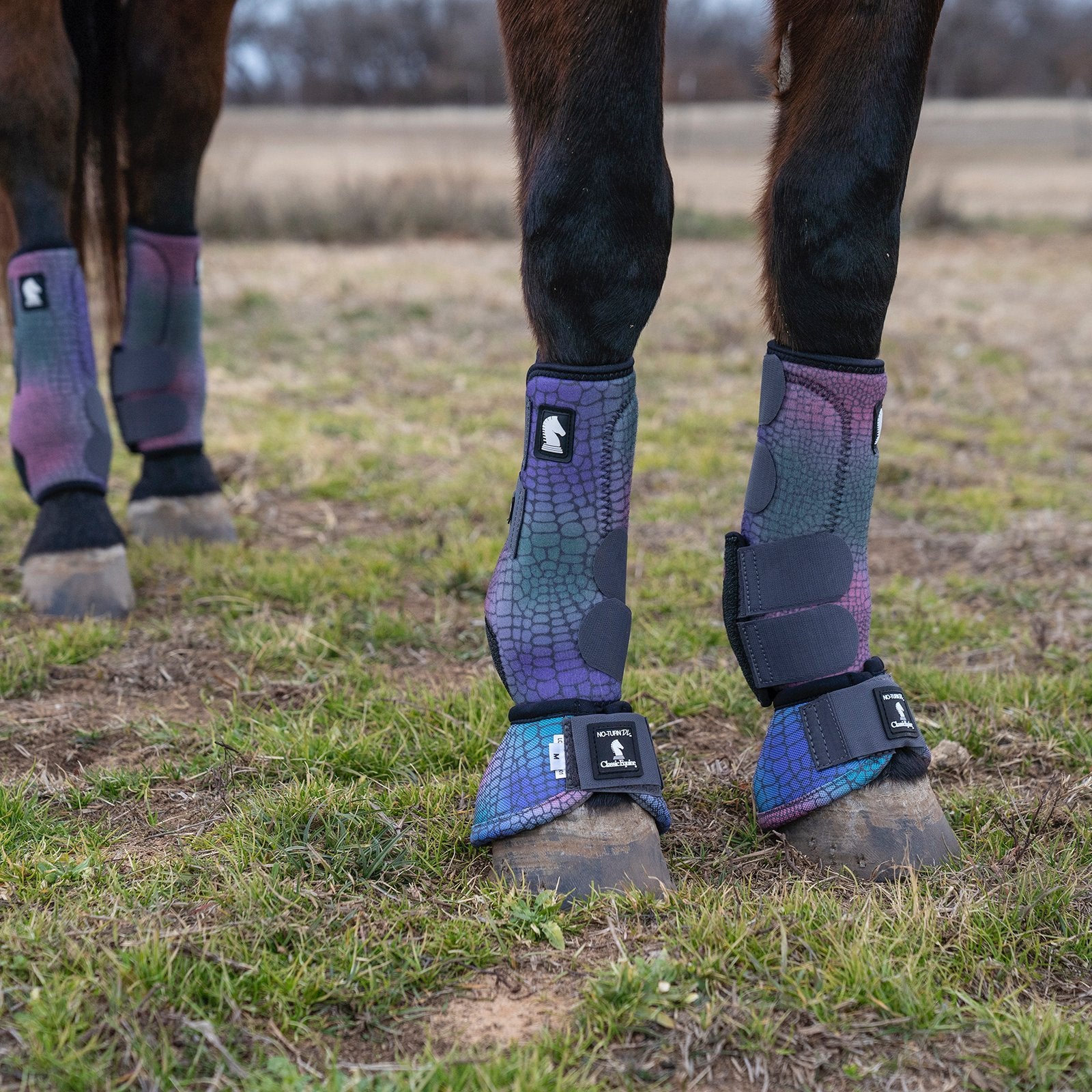 Classic Equine Legacy2 Gator Full Set Support Boots. Horse legs wearing protective purple and black leg wraps in a field.