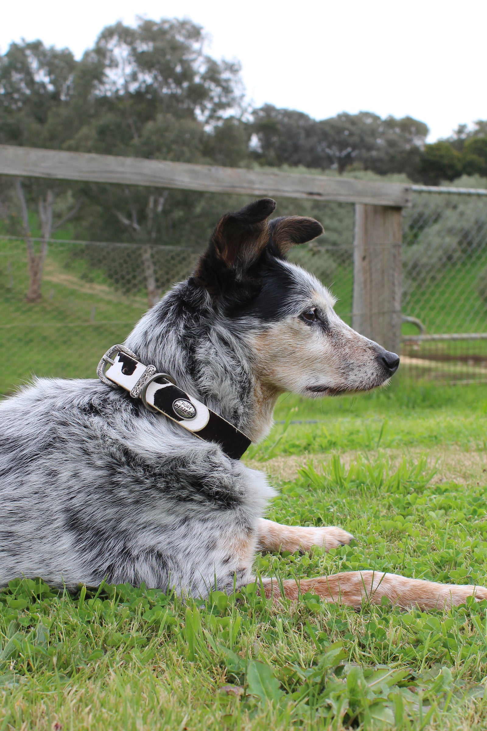 Pure Western Adelaide Dog Collar