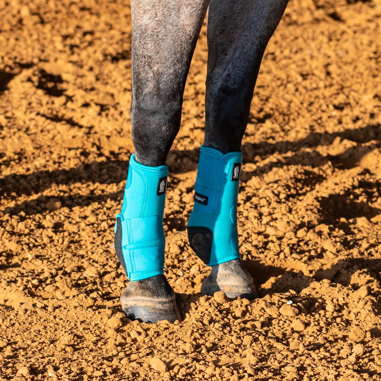 Horse legs wearing blue protective boots on a dirt ground