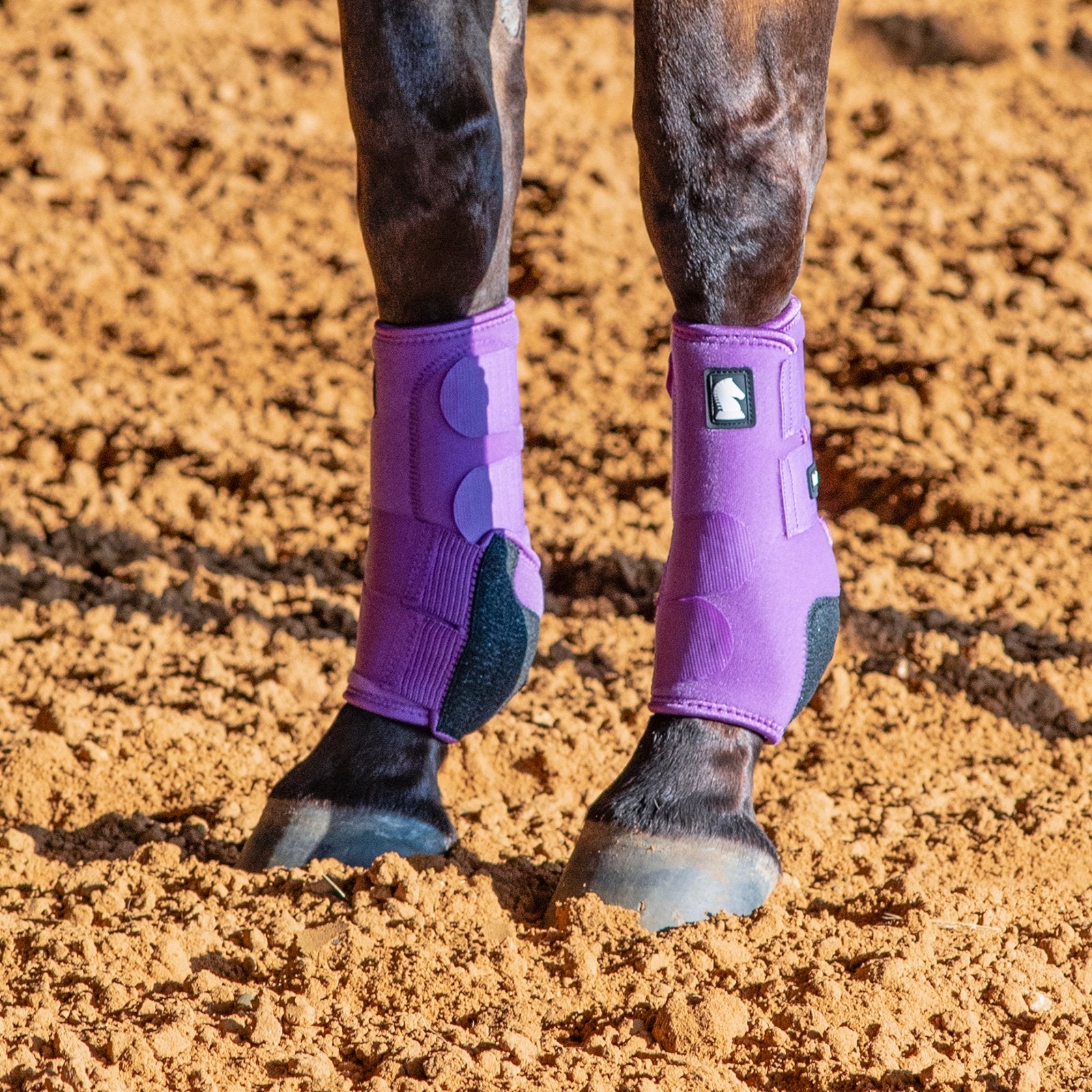 Purple protective leg wraps on horse legs standing on dirt ground