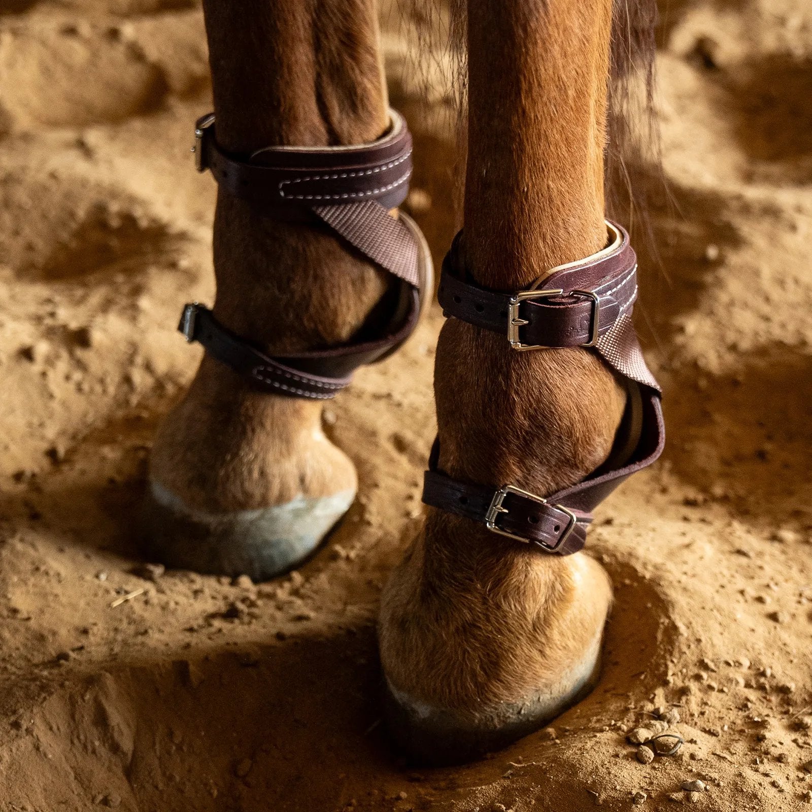 Close-up of a horse's legs with protective leg wraps on a sandy ground.