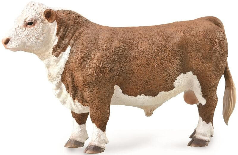 Collecta Polled Hereford Bull