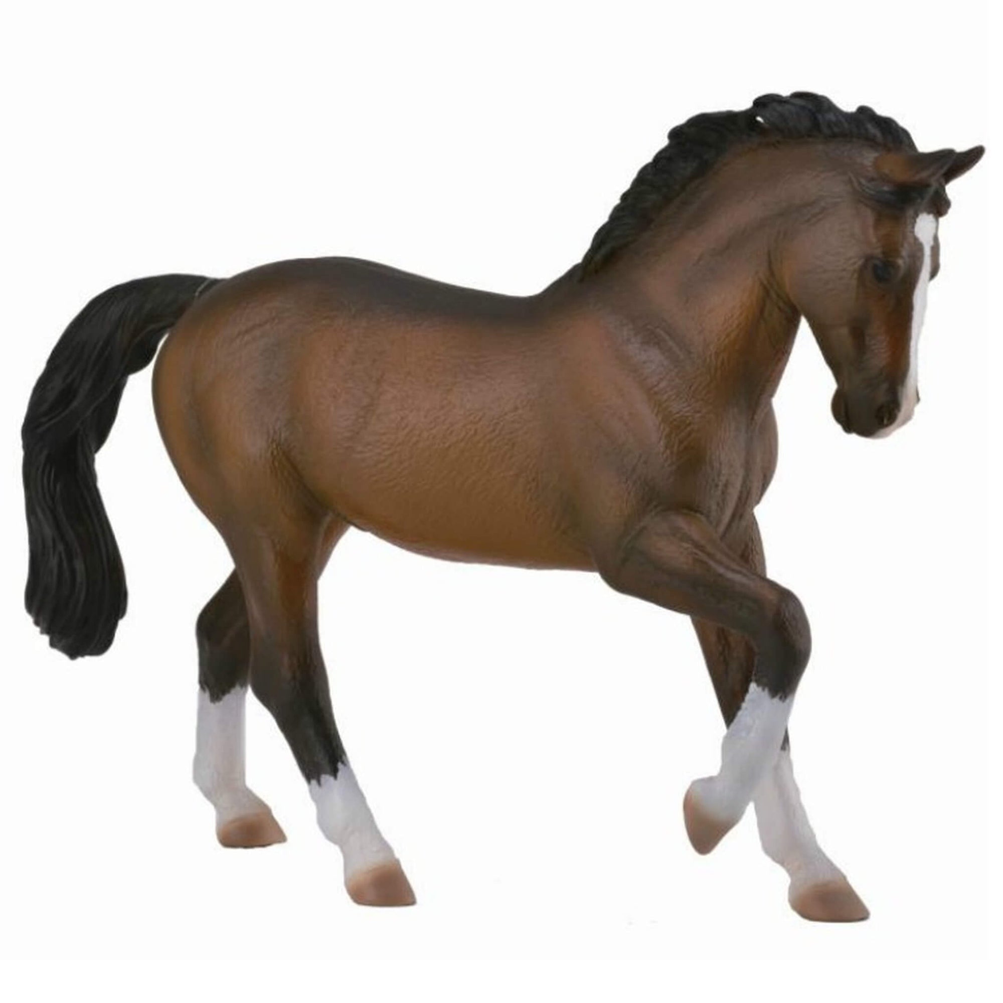 Collecta Bay Warmblood Stallion