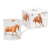 Ashdene Horses By Charlotte Chestnut Mug. Mug with horse design and packaging on a white background