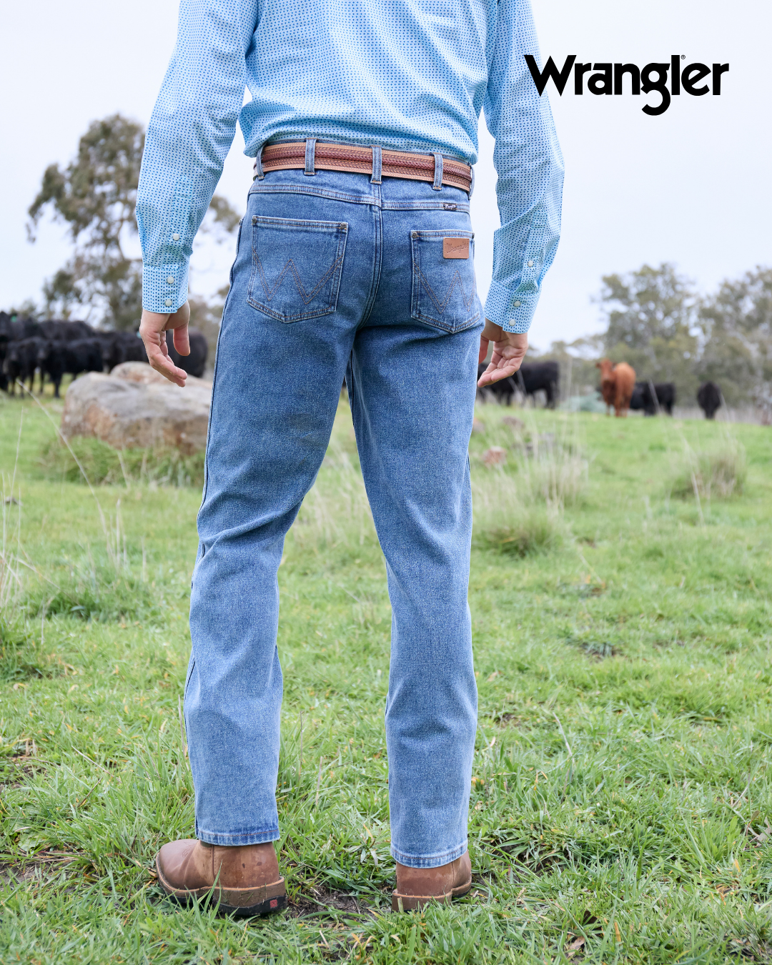Person wearing blue jeans and a light blue shirt in a grassy field with cows in the background, featuring the Wrangler brand.