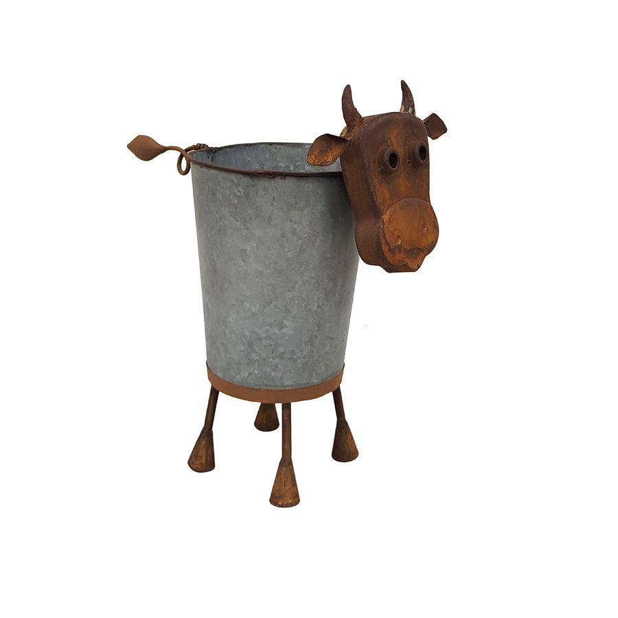 Rusty Cow Planter w/ Galv Pot. Metal bucket with cow head and legs on a white background