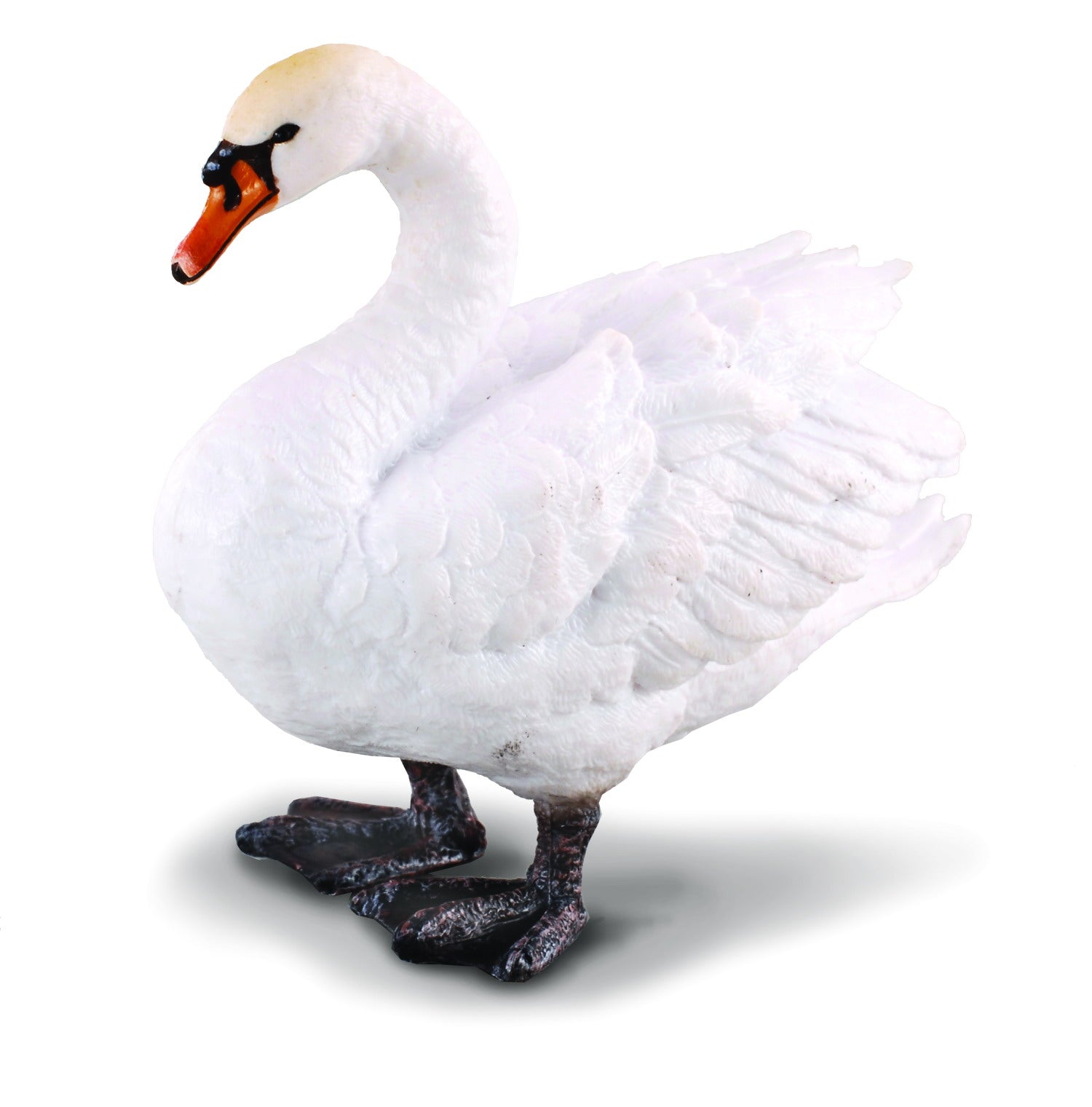 White swan on a white background