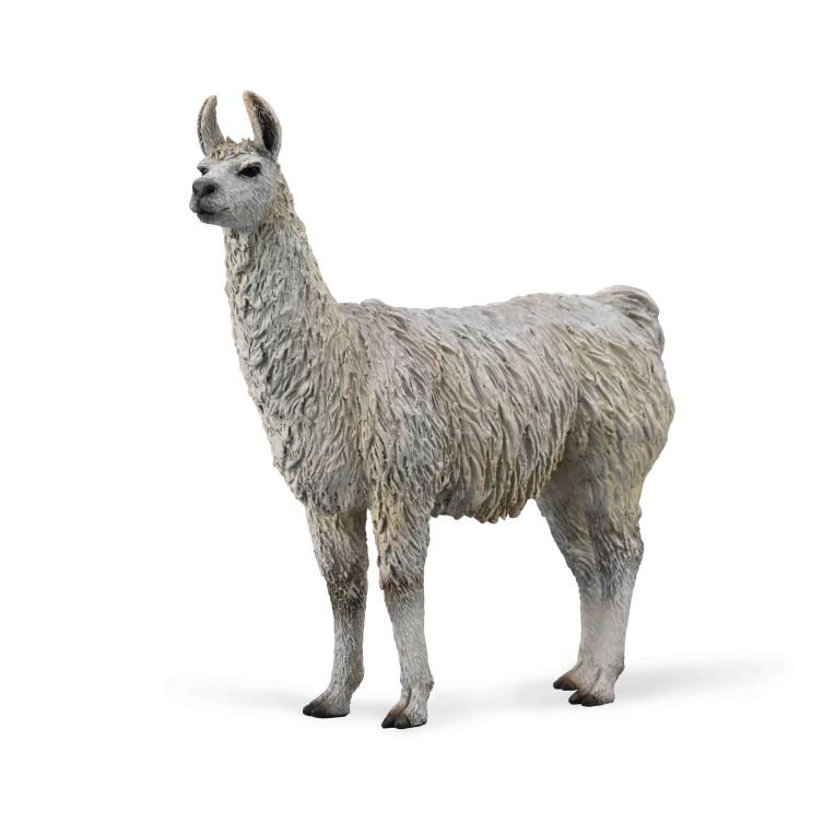 llama on white background