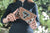 The Design Edge Women's Ronda Bullhead Wallet
