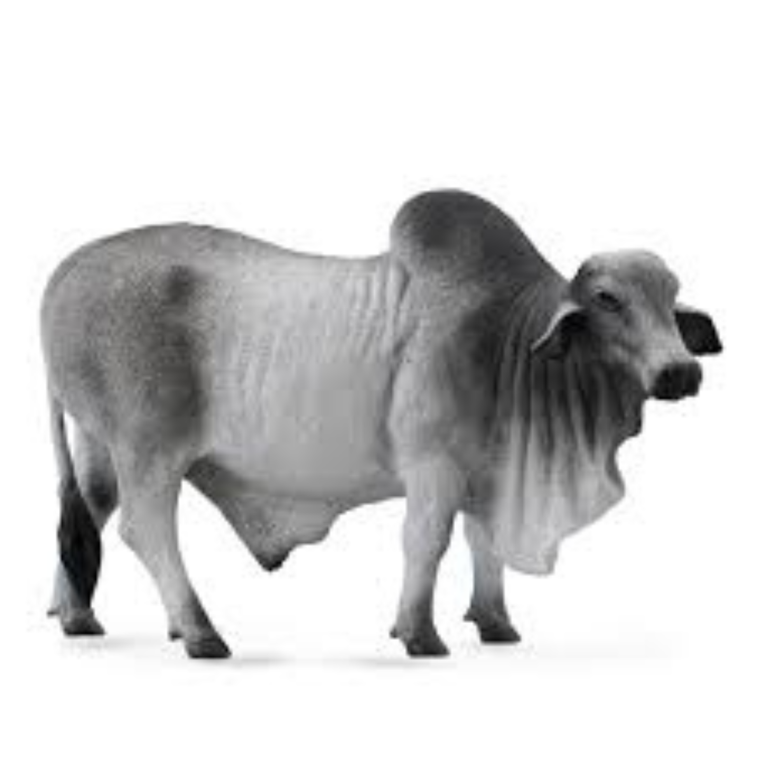 Collecta Brahman Bull. Gray bull figure on a white background