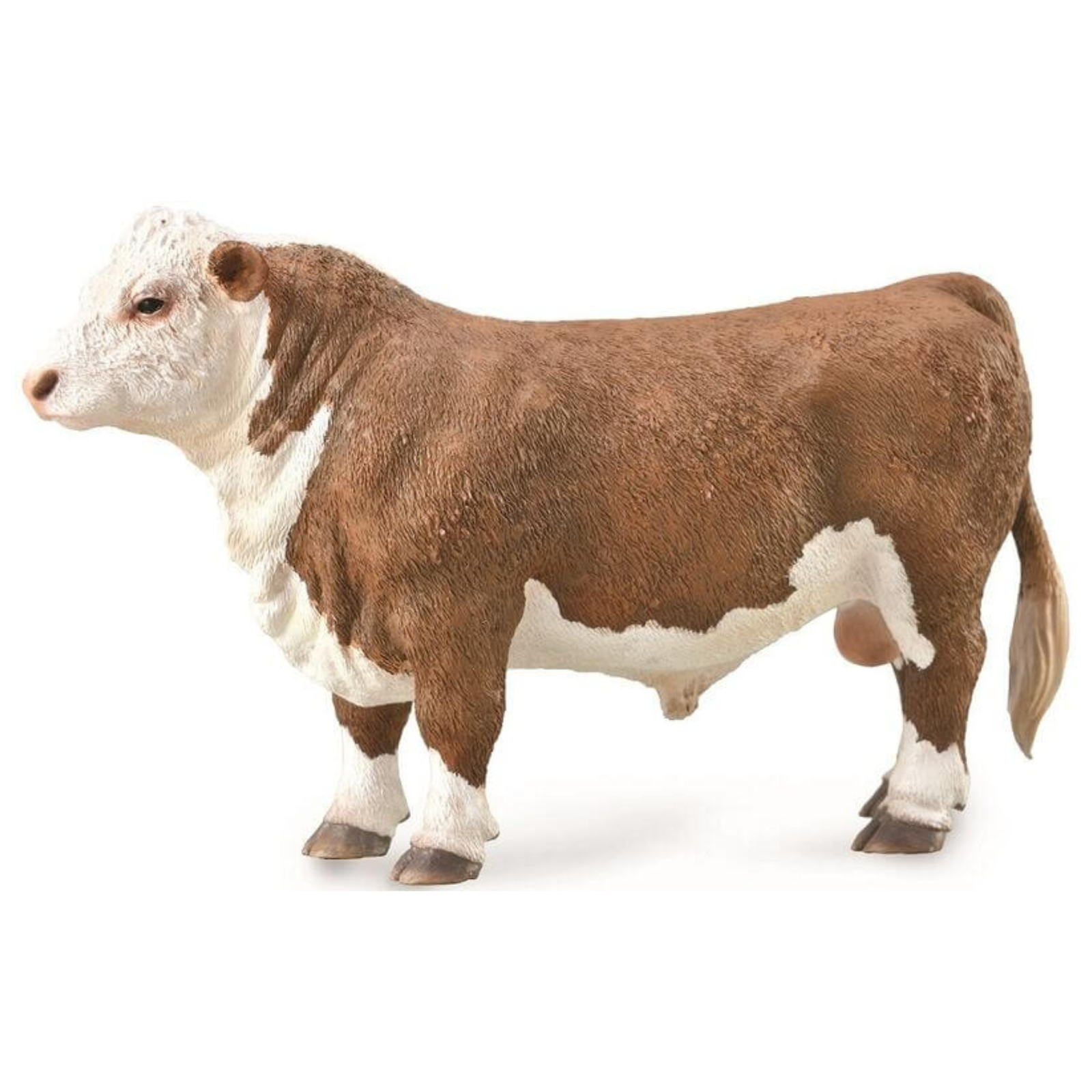 Collecta Polled Hereford Bull