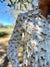 Black Colt Women's Horse Dress