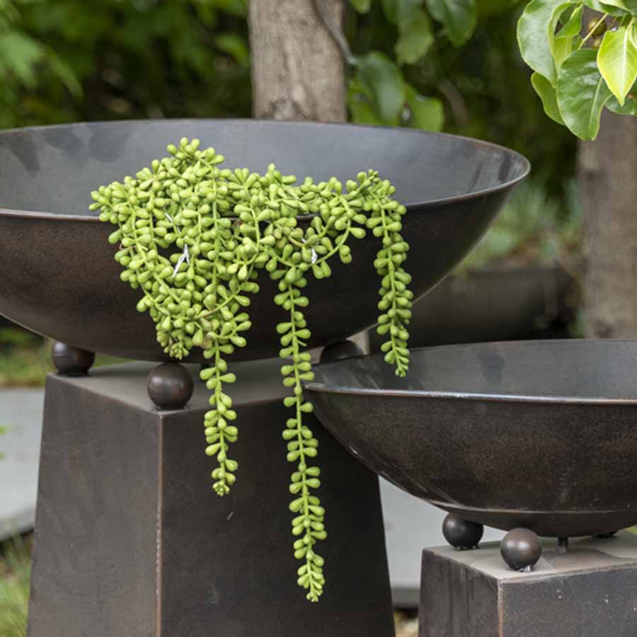 Decorative plant in a black bowl with a natural outdoor background