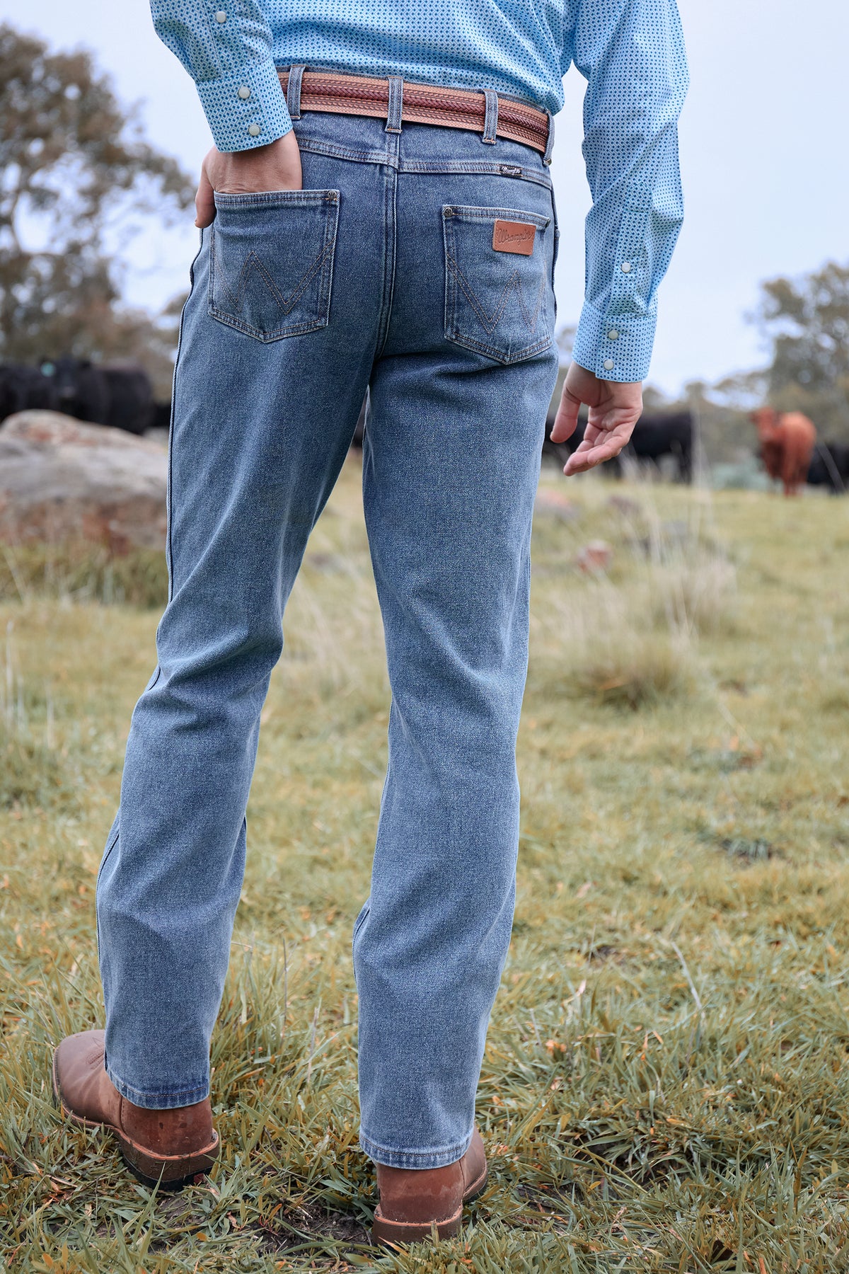 Person wearing blue jeans and a checkered shirt standing in a grassy field with cows in the background.