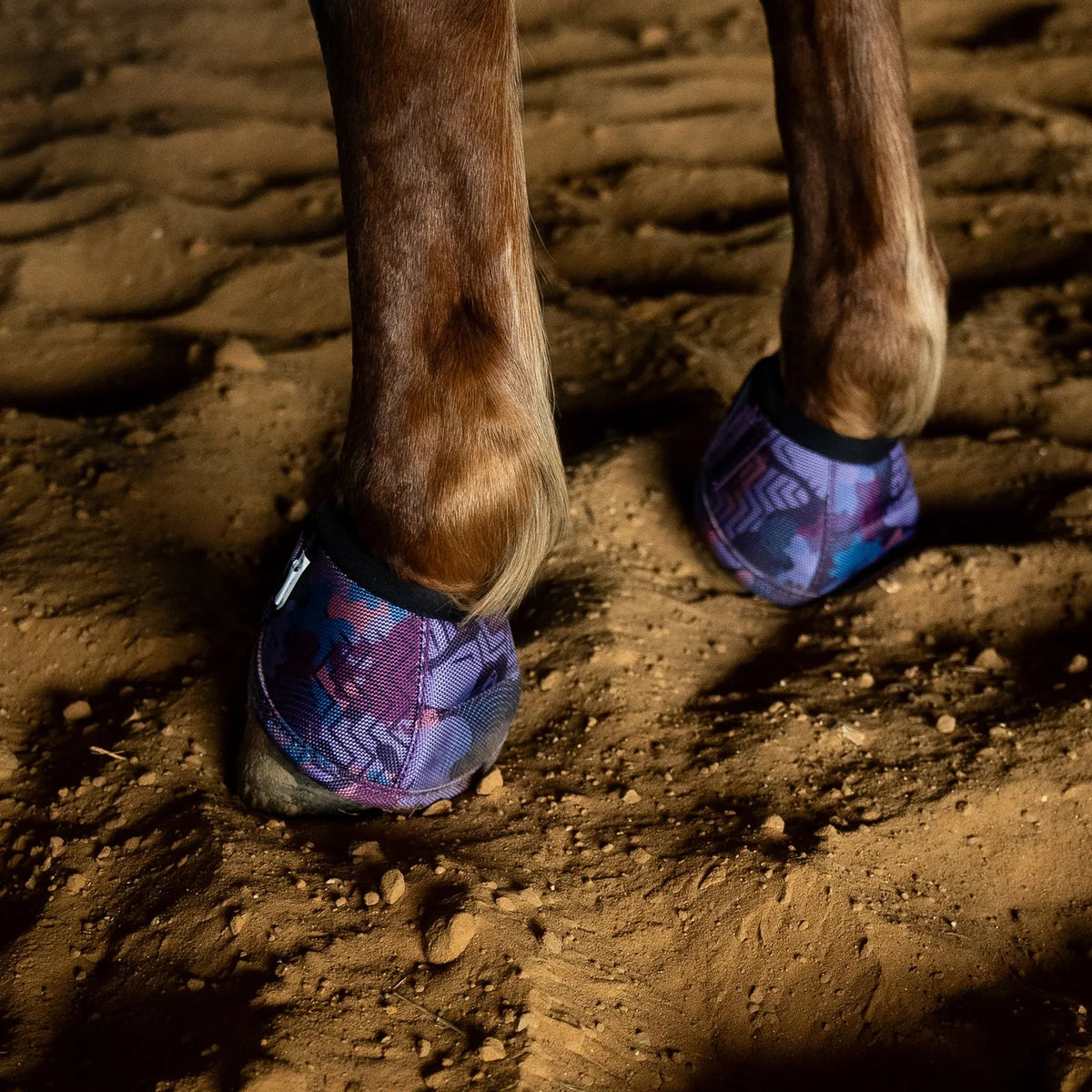 Horse hooves with purple protective boots on a dirt ground