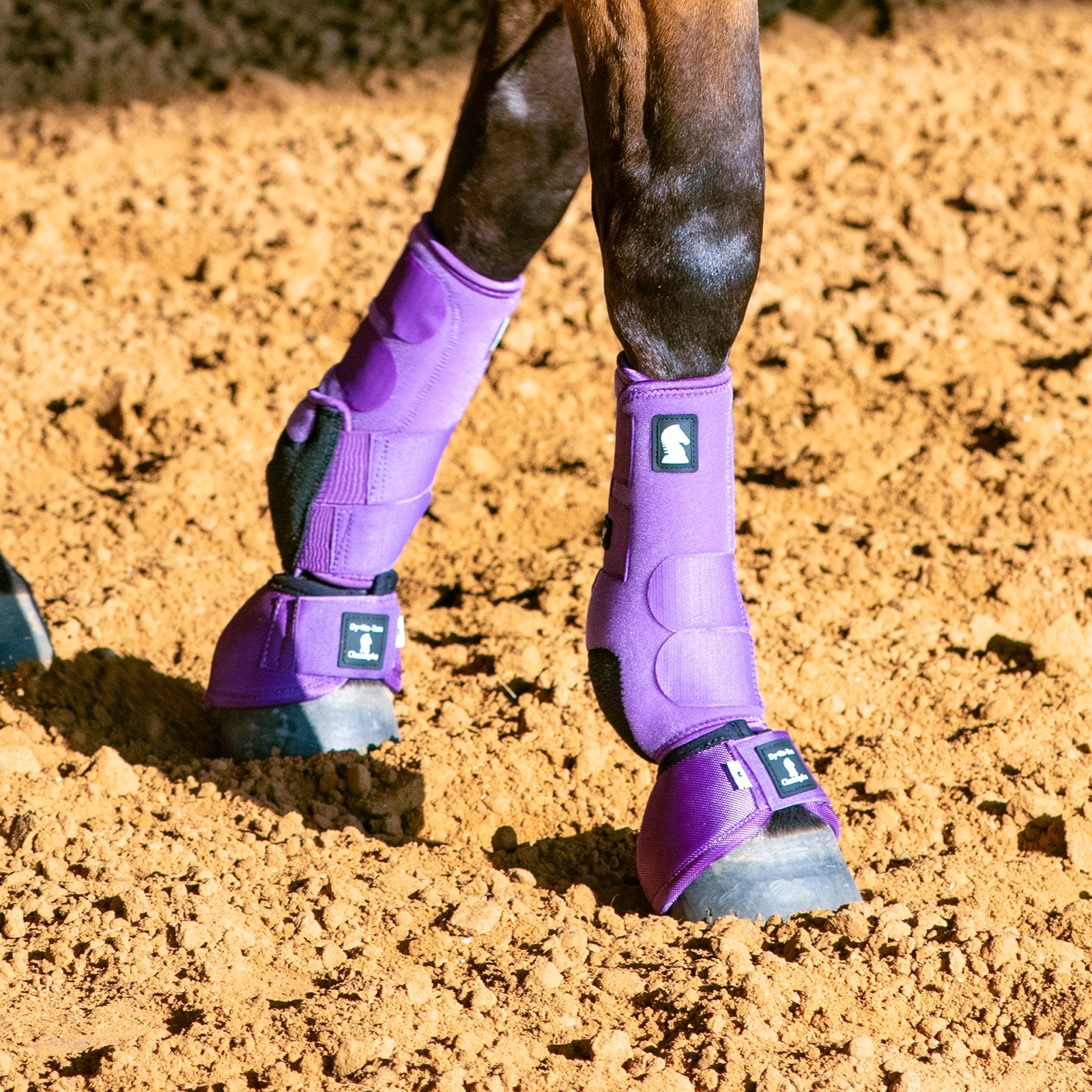 Purple protective boots on a horse's legs standing on dirt ground