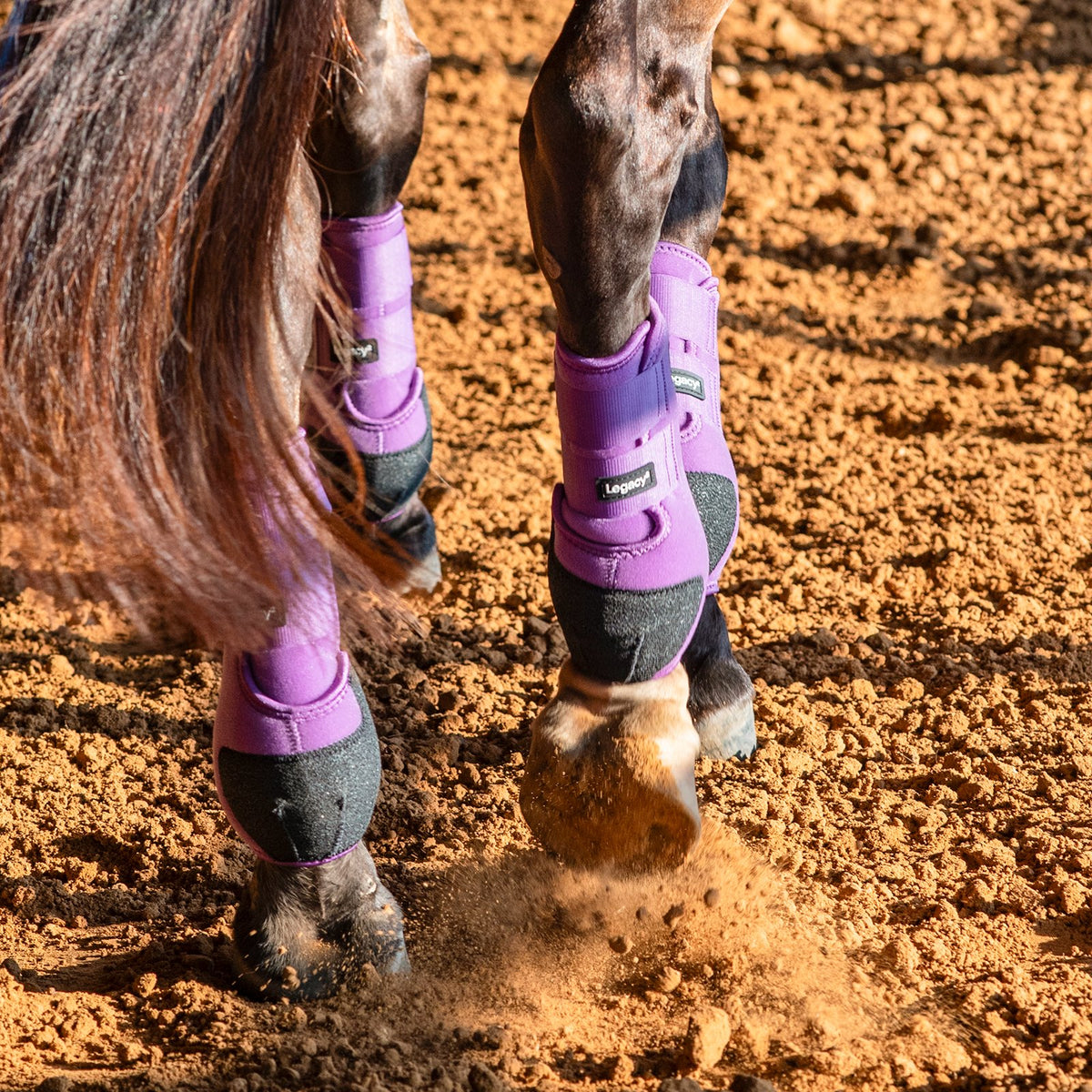 Horse wearing purple protective leg wraps on a dirt ground