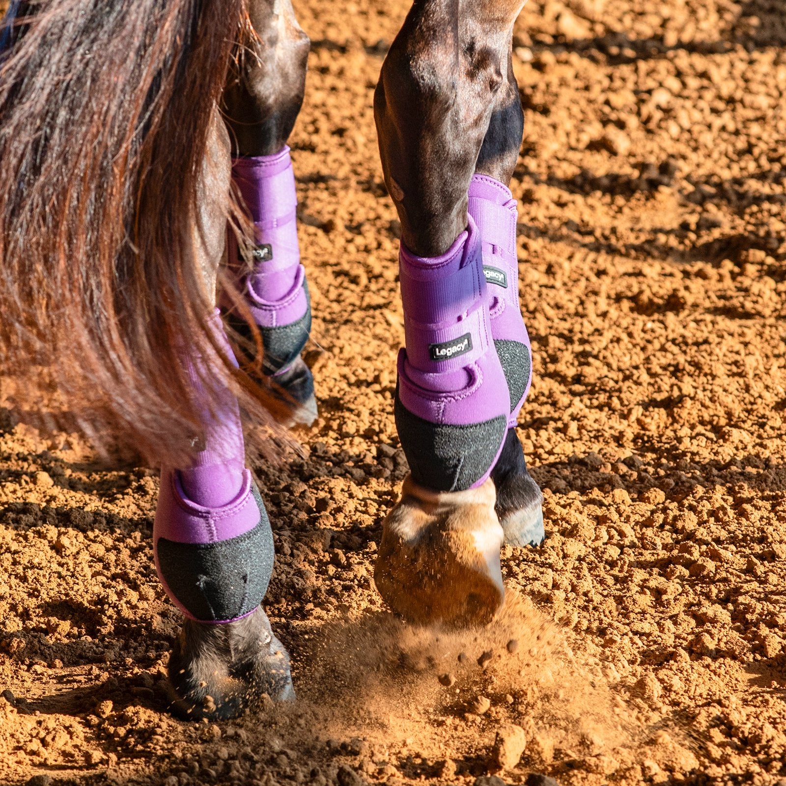 Horse wearing purple protective leg wraps on a dirt ground