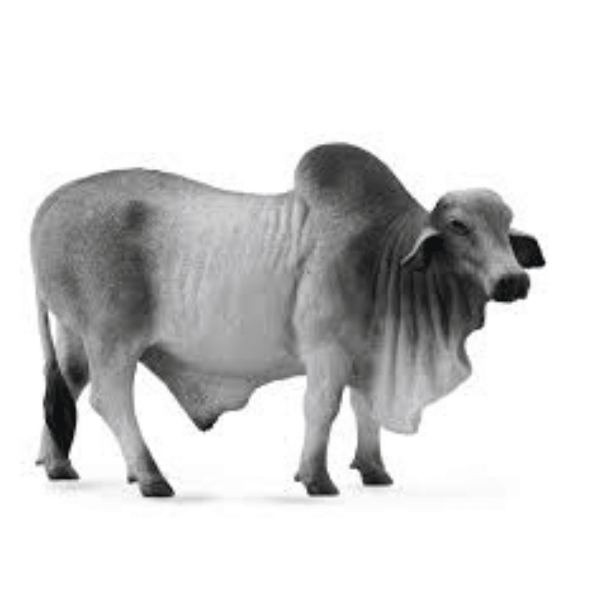 Collecta Brahman Bull Collecta