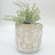 Urban Products 15cm Catus Planter. White ceramic planter with floral embossing on a white background