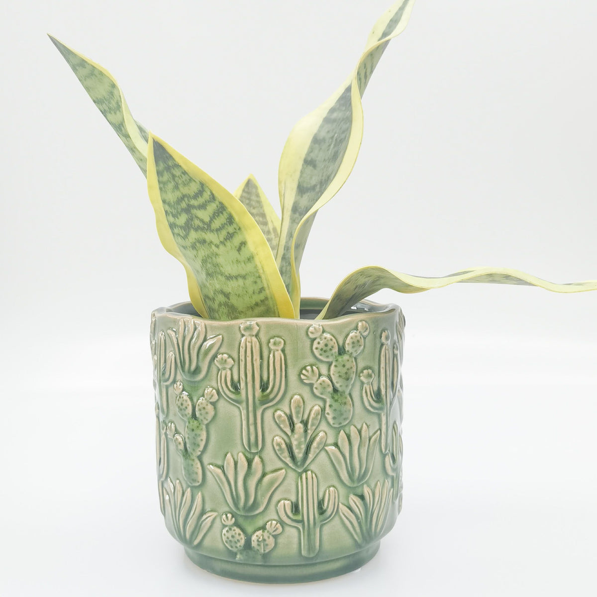 Urban Products 15cm Cactus Planter. Green ceramic pot with cactus design containing a snake plant on a white background