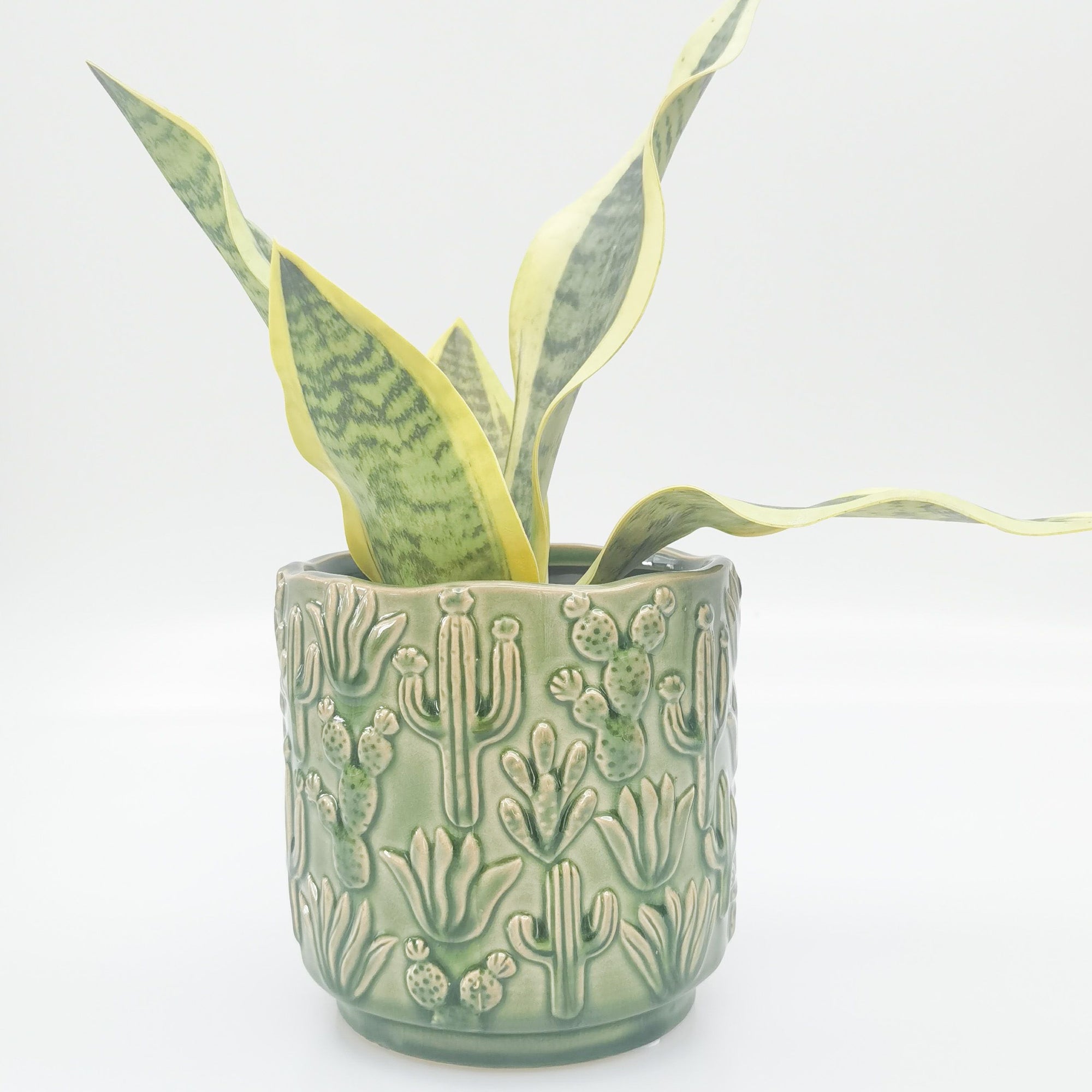 Urban Products 15cm Cactus Planter. Green ceramic pot with cactus patterns on a white background