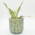 Urban Products 15cm Cactus Planter. Green ceramic pot with cactus patterns on a white background