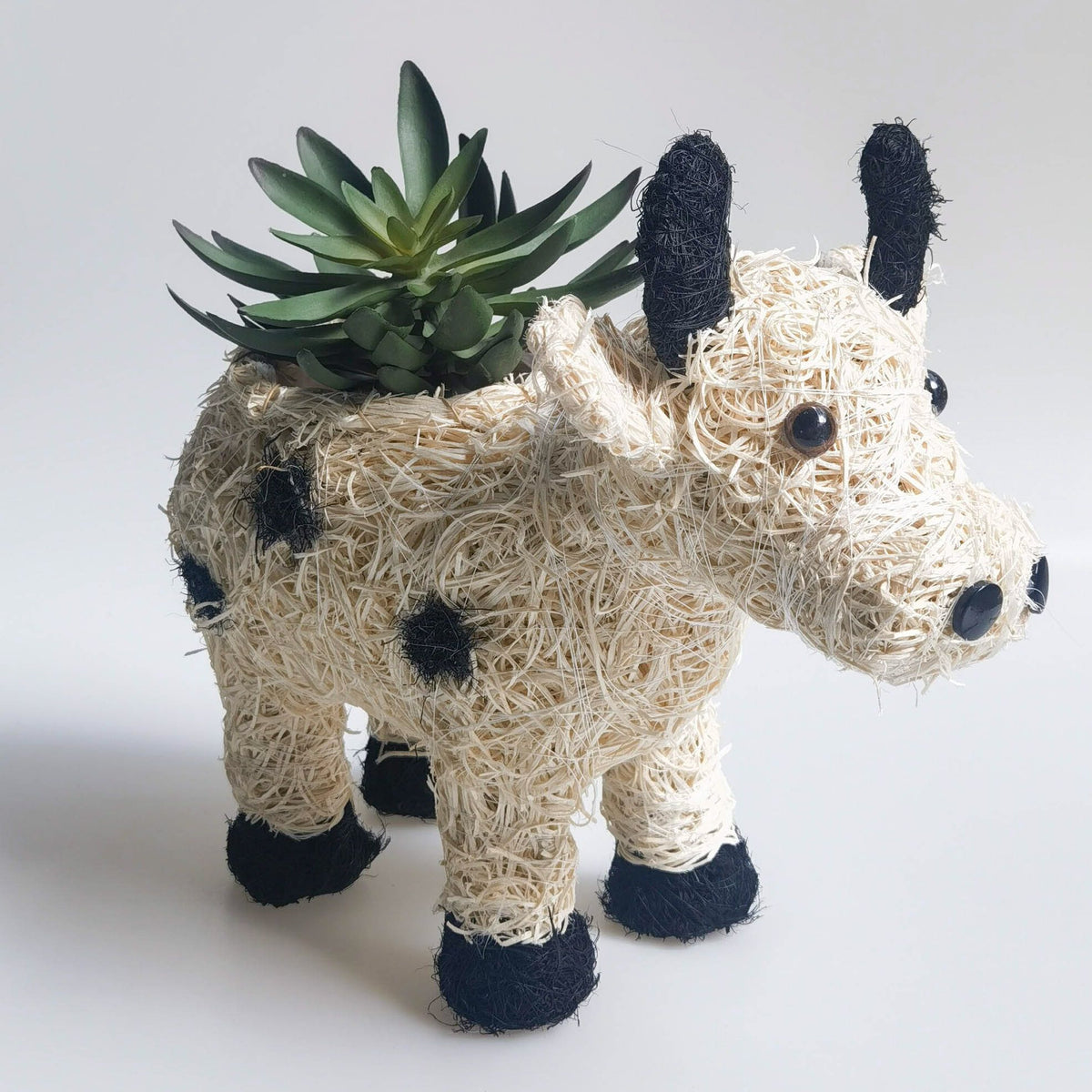 32cm Jersey Cow Husk Planter plant holder with a succulent on a white background